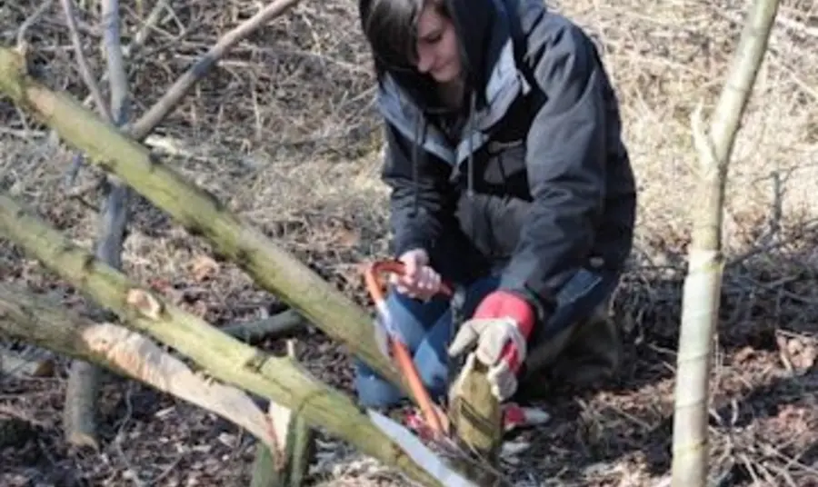 A ‘Skills for Wildlife’ trainee hedgelaying at Potteric Carr Nature Reserve.