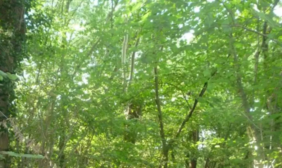 Woodland scene at Bretton Woods