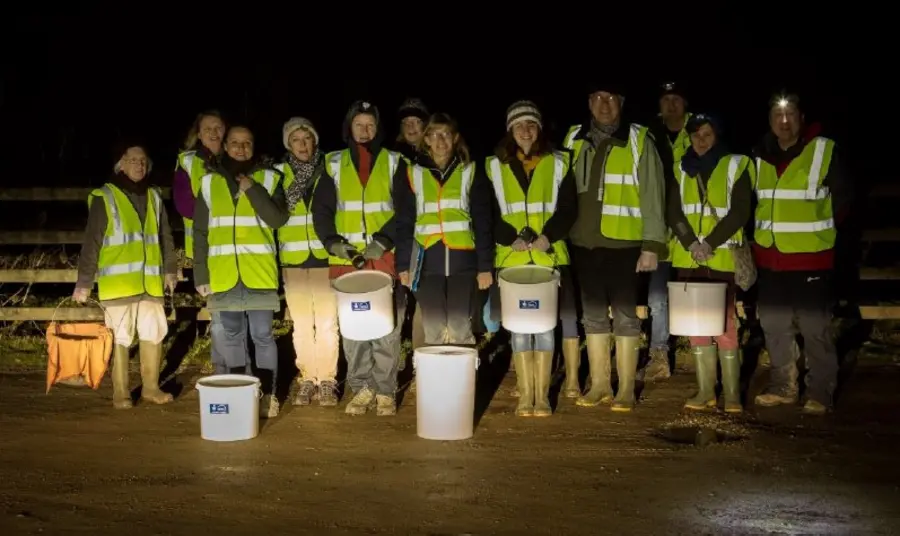 Volunteers collect toads in buckets to carry safely across roads
