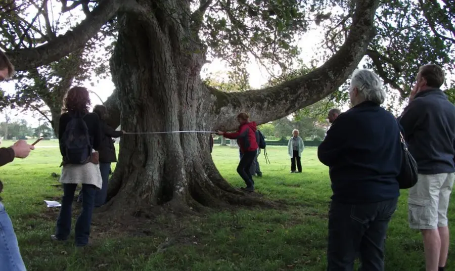 Kent's Heritage Trees