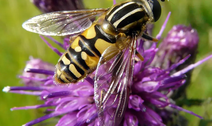 Hoverfly identified as part of the Invertebrate Challenge project