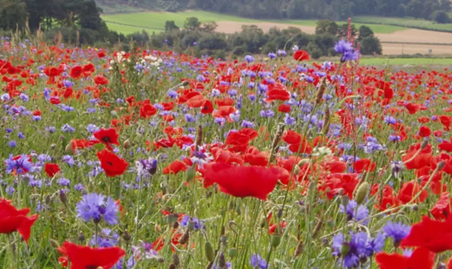 The UK has 24 native species of bumblebee