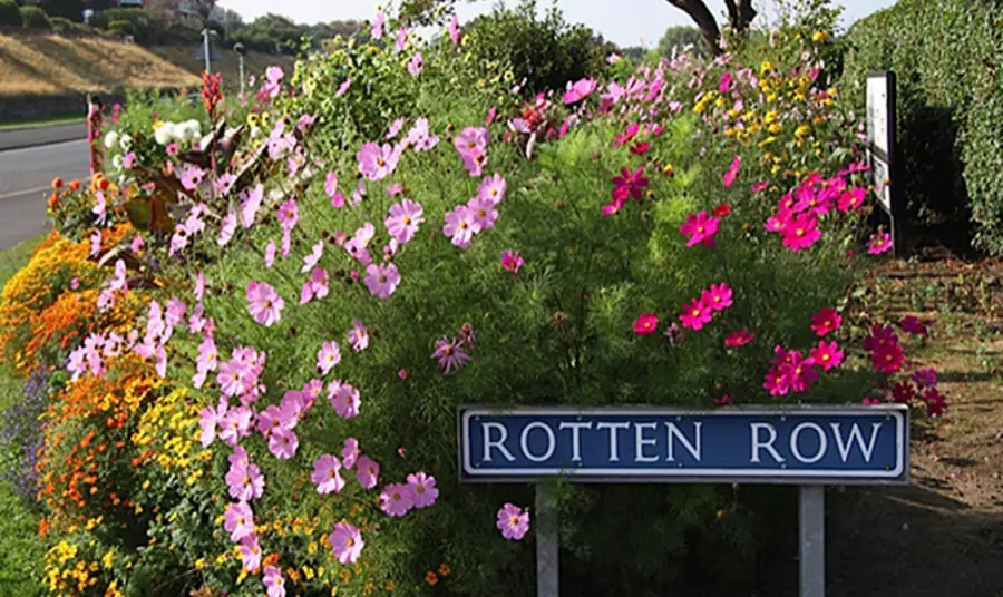 Rotten Row's flowers in bloom