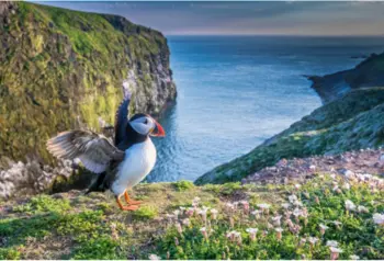 Pwffin yn lledaenu ei adenydd gydag ynysoedd Sgomer a Skokholm sy'n edrych dros y môr yn y cefndir