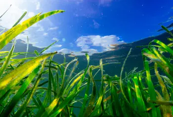 Seagrass on the seabed with sunlight
