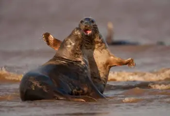 Atlantic Grey Seals