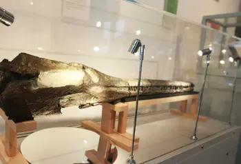 A crocodile skull in a display cabinet