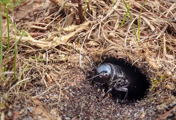 Field Cricket nymph basking at burrow entrance to promote moulting