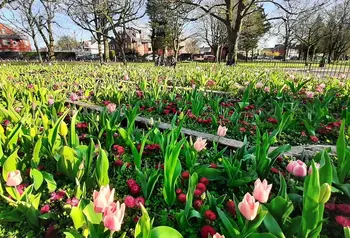 Pink flowers in a park