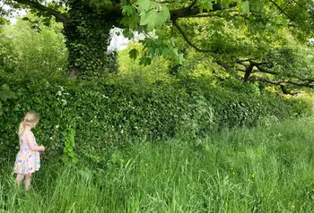 Child looking at hedgerow