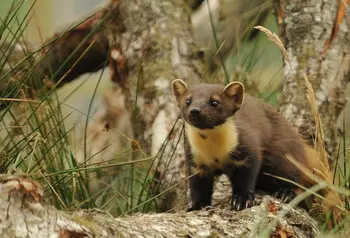 Back from the Brink: saving England’s most threatened species