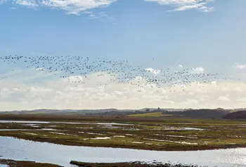 Birds flying over a large expanse of land and water