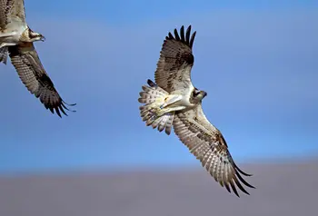 Ospreys flying against blue sky