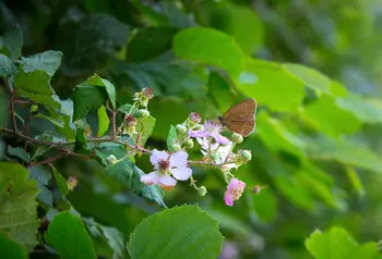 Butterflies fluttering in hedgerow