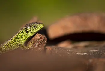 A Sand Lizard