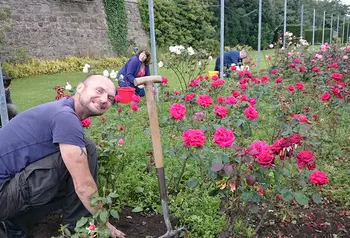 Gardenining volunteers in the walled garden lookig after red roses