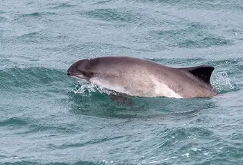 Porpoise