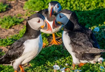 Three puffins on some grass