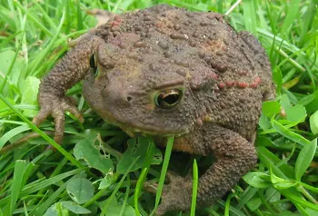 Toad on grass