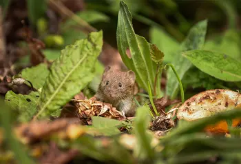 Wild dormouse