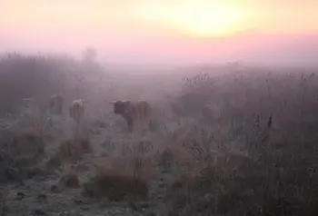 Cows in the fog at Avalon Marshes