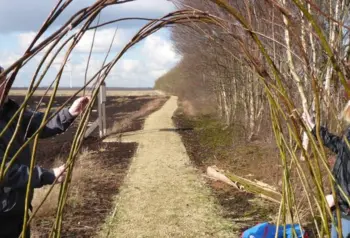 People building a willow tunnel in a field