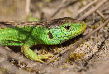 A close-up of a green and brown sand lizard 