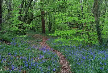 Bluebells in a woodland in spring