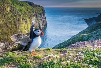 A puffin by the coastline