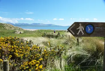 Yellow flowers and a sign for a walking trail in front of heathland on the Anglesey coast. A person is walking along a path in the distance.