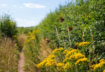 Butterflies on flowers growing in hedgerows on Manor Farm, Surrey