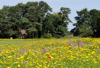 Wildflower meadow in Queen’s Park