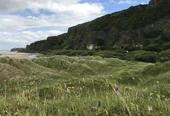 Wildflowers by the sand dunes on the north coast of Northern Ireland