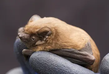 A Noctule bat