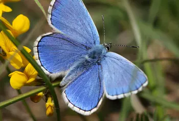 Blue butterfly