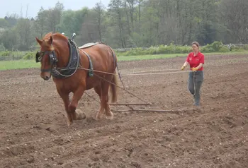 A woman ploughs with a Suffolk Punch horse