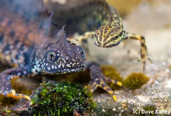 A Great Crested newt and a Smooth newt