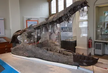 The Weymouth Bay pliosaur