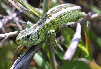 Sand lizard (Merseyside male)