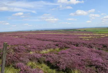 Purple heather moorlands