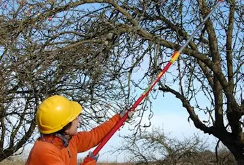 The hundredth urban orchard will be planted this winter