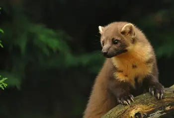 Pine Marten