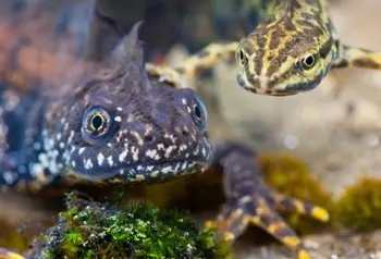 Male great crested newt with smooth newt