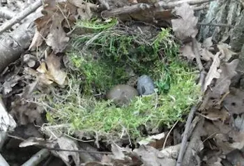 A nest at RSPB Minsmere