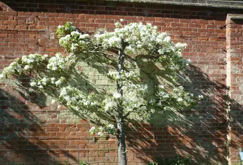 Warden pear tree growing at Shuttleworth College