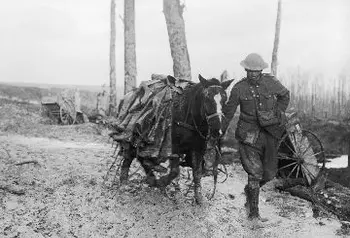 A pack horse loaded with rubber trench boots (waders) is led through the mud near Beaumont Hamel on the Somme battlefield