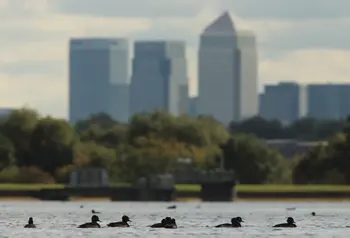 Ducks taking a dip backdropped by Canary Wharf