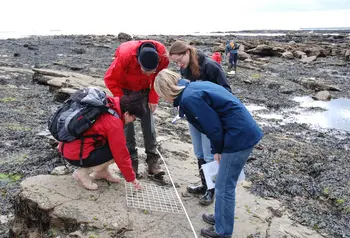 Volunteers undertaking survey work on the shoreline