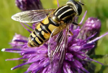 Hoverfly identified as part of the Invertebrate Challenge project