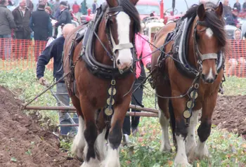 Traditional ploughing at Epworth in the Humberhead Levels Landscape Partnership